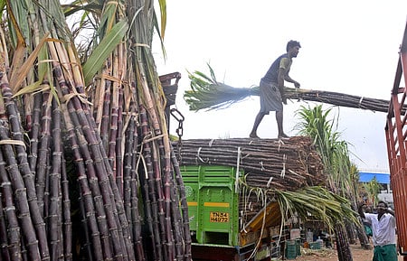  Arrival of sugarcane for sale ahead of Pongal festival at Koyambedu market on Sunday.
