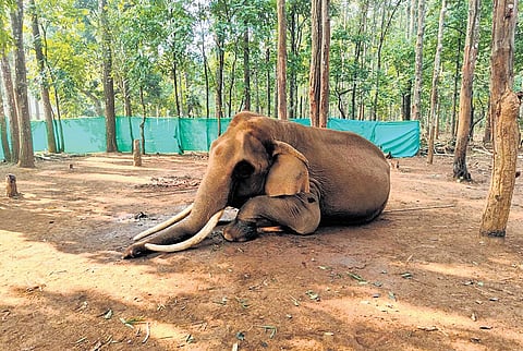 File photo of Kunki elephant Mahendra at Similipal Tiger Reserve