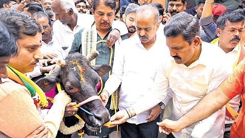 LoP R Ashoka, MP PC Mohan and BJP state chief BY Vijayendra perform ‘Gau Pooja’ at the house of Karna, owner of the cows that were attacked, in Bengaluru on Tuesday