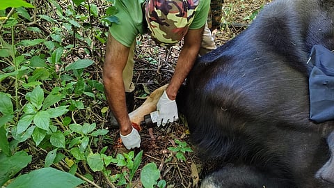 A six years old female male gaur which was roaming with injury was successfully treated after tranquilisation at Kundha forest range near Coonoor on Monday morning. 