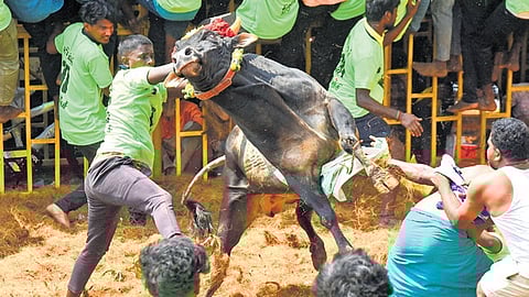 BJP's Annamalai condemns Udhayanidhi Stalin's actions during jallikattu event.