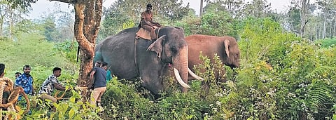 The CT16 being subdued by a kumki elephant at Gudalur forest division 