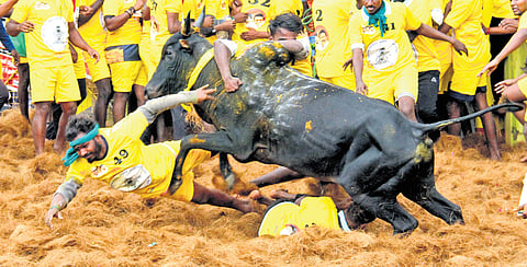 Tamers, a bullfight it out at jallikattu in Avaniyapuram 