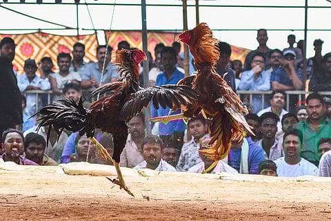 Rooster fights organised at Ramavarappadu as a part of Sankranti festivities in Vijayawada on Wednesday. 