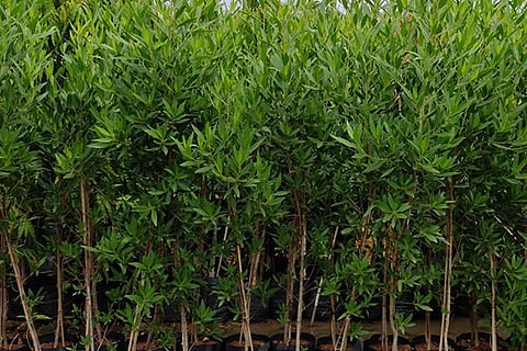 Conocarpus plants