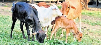Thanks to the relentless efforts, the population of Vechur cows has now surpassed 25,000 in Kerala.