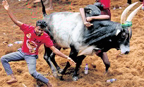 As many as 500 tamers demonstrated their valour as 989 bulls kicked up a storm at the prestigious Alanganallur jallikattu held in Madurai.