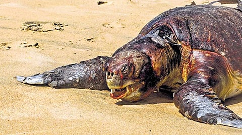 Olive Ridley turtles 