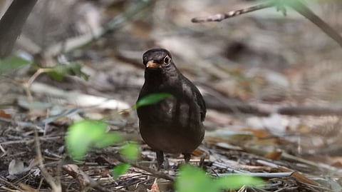 Indian Blackbird Spotted in Tiruvannamalai Annamalaiyar 