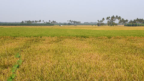 In 2021-22, an alarming 1.37 lakh MT of paddy/rice was wasted across the state