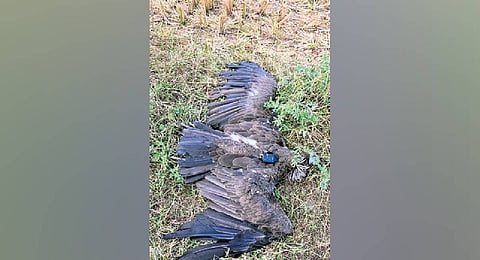 The carcass of the endangered vulture in Pudukkottai 