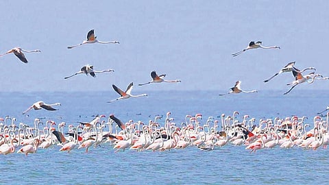 Flamingoes in Chilika lagoon