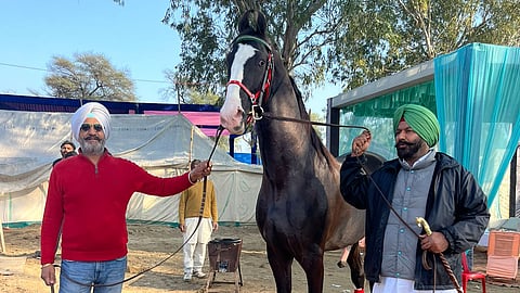 Marwari stallion priced at Rs 21 crore at Ghora-mandi in Muktsar's Maghi Mela, 600 horses sold
