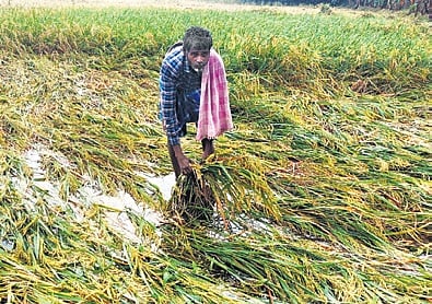 Officials said nearly one-third of land under cultivation in Mayiladuthurai, Nagai and Karaikal inundated 