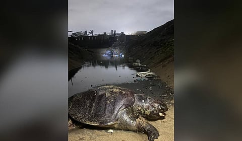Volunteers miss Olive Ridley 'turtle dance' as night walks turn dry with poor nesting