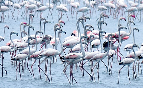 Flamingos spotted at Pulicat Lake in Sullurpeta.