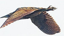 The Great Bittern, which goes by the species name Botaurus Stellaris, is a member of the heron family and characterised by its puffy-brown plumage 