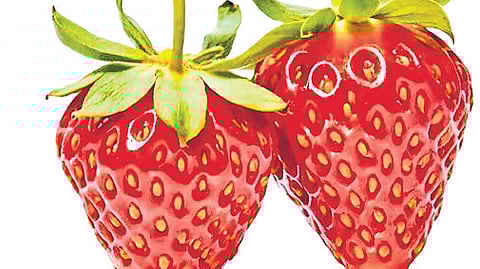 A kilogram of the fruit is sold to tourists at Rs 600. Visitors can buy 250g of strawberries for Rs 150, and there are also value-added products made from the fruit, such as jam, squash, and wine.