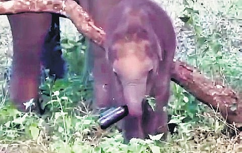 Elephant calf holding a beer bottle t Masinagudi in Mudumalai Tiger Reserve