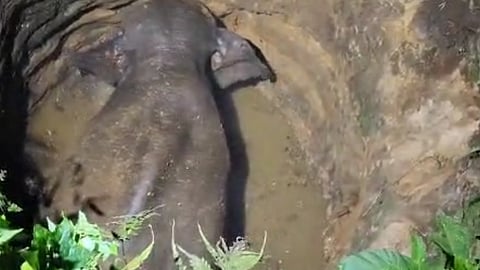 A wild elephant fell into a 25-foot-deep well on private land at Vettilappara in Urangattiri panchayat in the early hours of Thursday. 