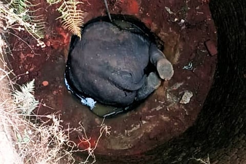 According to the locals, the elephant fell into the well due to the darkness.