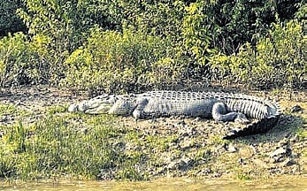 Korei youth goes missing, crocodile attack suspected in Kharasrota river