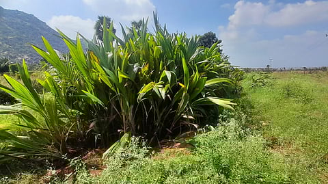  Thousands of saplings were completely damaged at the farm due to poor maintenance and lack of effort by the authorities to sell them 