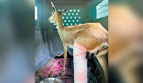 The grievously injured female blackbuck 