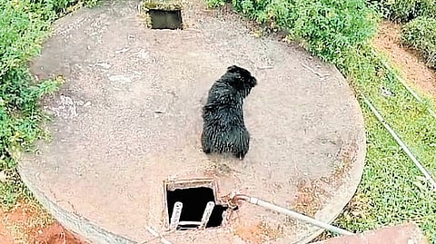 Two sloth bears fell into an open well at Kotagiri in Nilgiris forest division on January 18, highlighting its risk for unsuspecting wild animals 