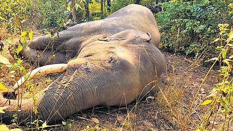 Elephant found dead near Karnataka border on March 1 was poached; two forest staff suspended