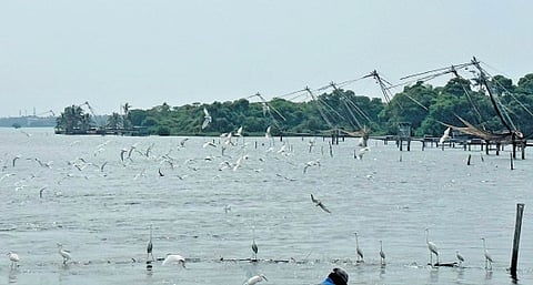 Kuthirakoor Kari: This ‘land of horses’ is a hidden gem of  Kochi