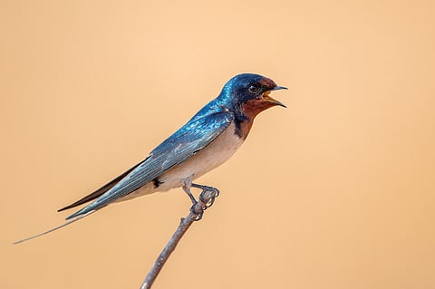 Terrestrial bird census records 232 species in Coimbatore forest division 