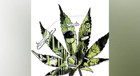 Ganja case: Student visa cancelled