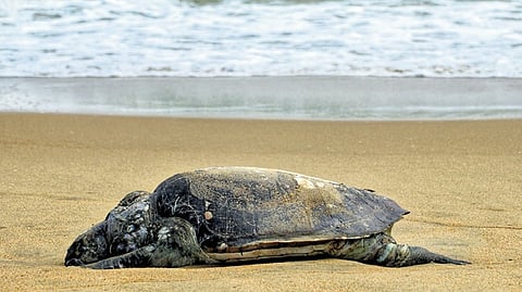 Carcass of a turtle that washed ashore on Pattinapakkam beach on Tuesday