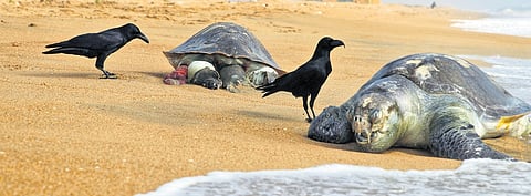 Migratory routes of mass nesting turtles of Odisha coast, as published by the Wildlife Institute of India
