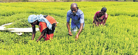 MSP for all produce, river-linking among farmers’ budget expectations 