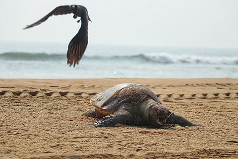 The footage, shot early on Tuesday morning, shows at least 50 Olive Ridley turtles trapped at the surface of a trawl net near Visakhapatnam, with many more suspected to be entangled underwater. 