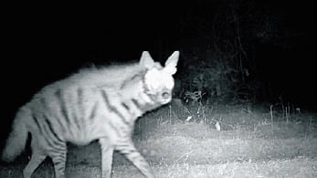 Solar-powered camera trap captures striped hyena in Mavala Urban Park, a first in Adilabad