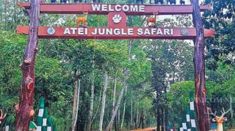 The Atei Reserve Forest in Keonjhar, Odisha, has added an exciting new jungle safari.