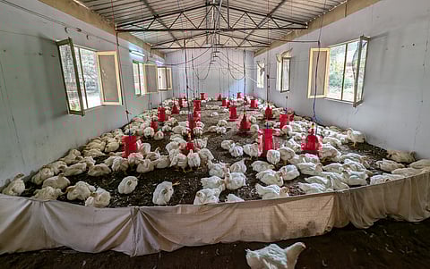 The poultry farm is managed by an inmate under the supervision of prison authorities 