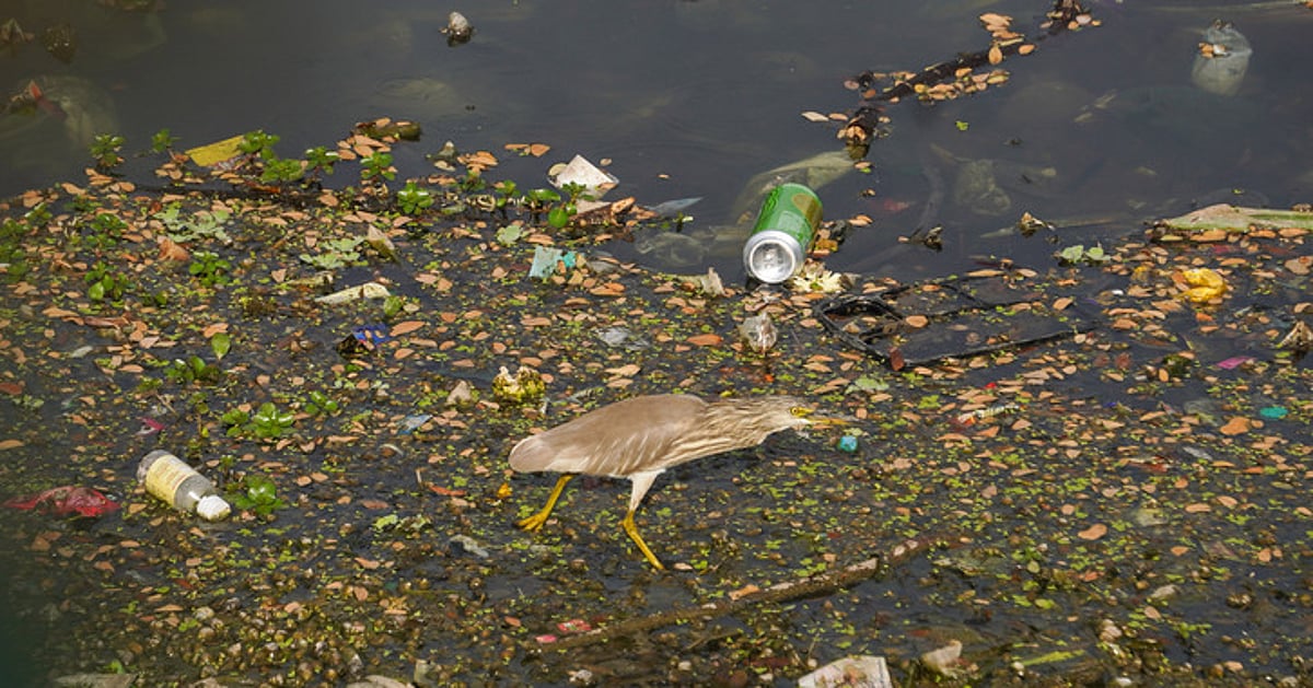 Citizens, experts pursue legal action to protect Bengaluru's water bodies from waste dumping