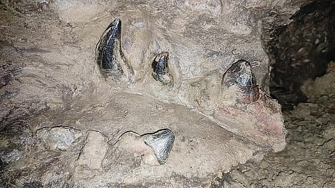 A partially fossilized jaw and teeth, believed to belong to a whale ancestor from 35–40 million years ago