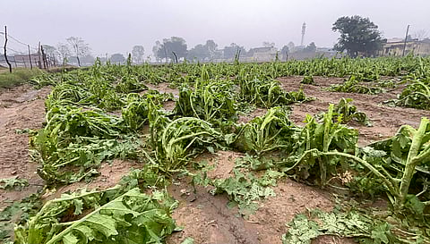 The survey underlined that extreme weather conditions impact vegetable production and prices.