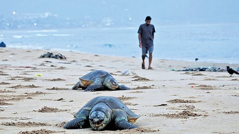The carcasses of olive ridley turtles on Visakhaptanam shore 
