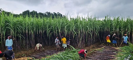 Image of sugarcane farming used for representational purpose.