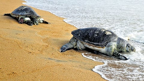 Why are Olive Ridley turtles dying? A crisis of conservation & overfishing