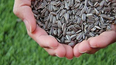 Image used for representative purpose.