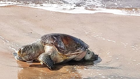 Several dead Olive Ridleys washed ashore along West Godavari coastline