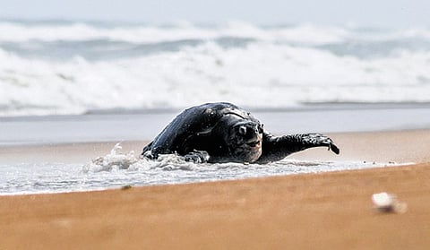 File picture of a dead Olive Ridley turtle