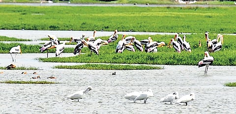 This brings the total to over 200 wetlands that are ready for notification.